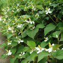 Houttuynia cordata
